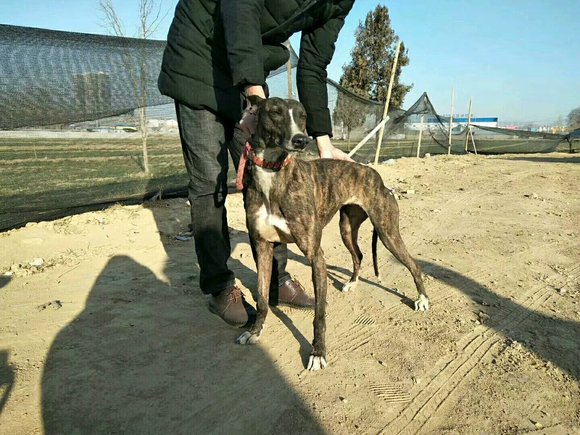 掐狗的格力犬最新出售信息